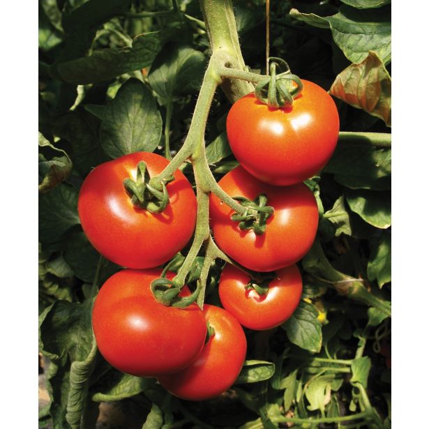 PLODOVKE DOBRO & ZDRAVO CEPLJEN PARADIŽNIK PREVIA F1