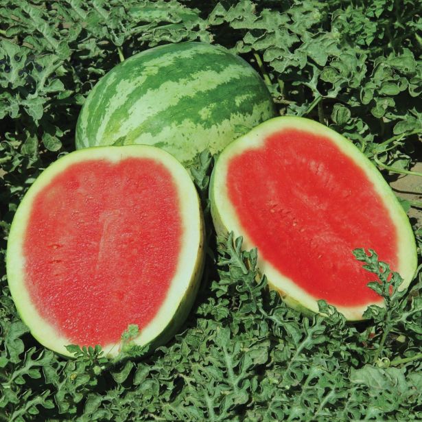 PLODOVKE DOBRO & ZDRAVO CEPLJENA LUBENICA CRIMSON SWEET F1