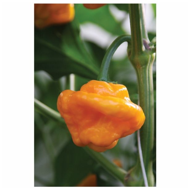 PLODOVKE DOBRO & ZDRAVO ČILI YELLOW DEVIL