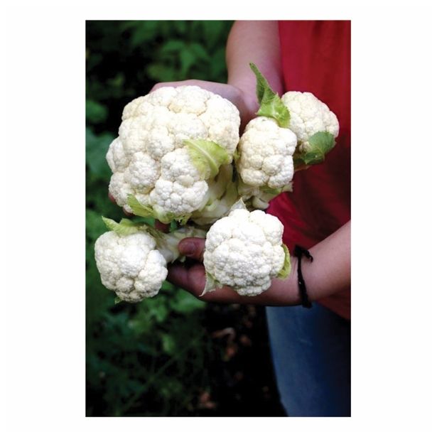 VRTNINA DOBRO & ZDRAVO CVETAČA MULTI-HEAD F1