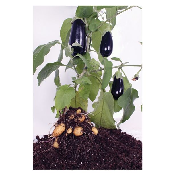 VRTNINA DOBRO & ZDRAVO JAJČEVEC CEPLJEN NA KROMPIR