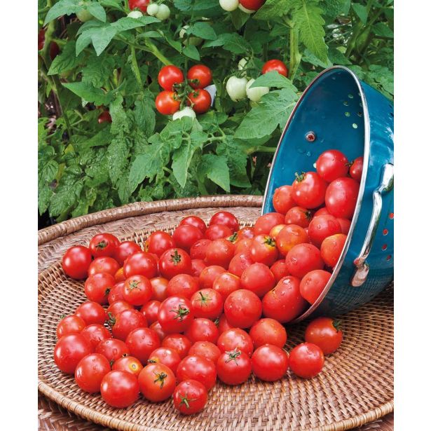 PLODOVKE SADIKE PARADIŽNIK P10