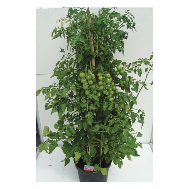 PLODOVKE PARADIŽNIK MIX 27 CM S PLODOVI