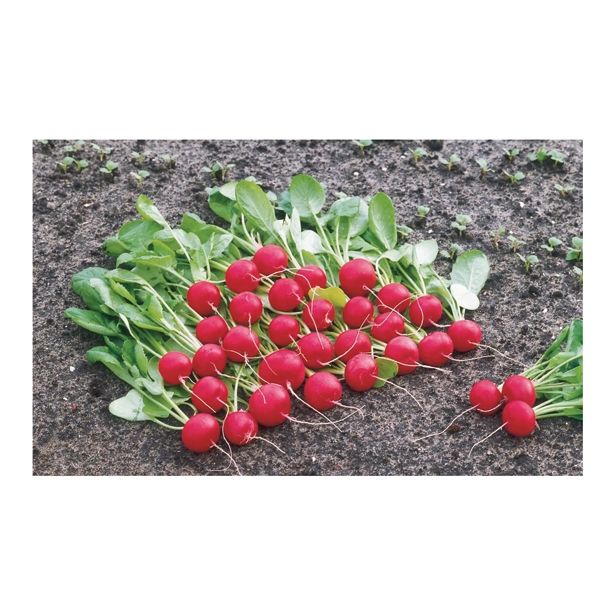 VRTNINA SADIKE REDKVICE 9 KOS