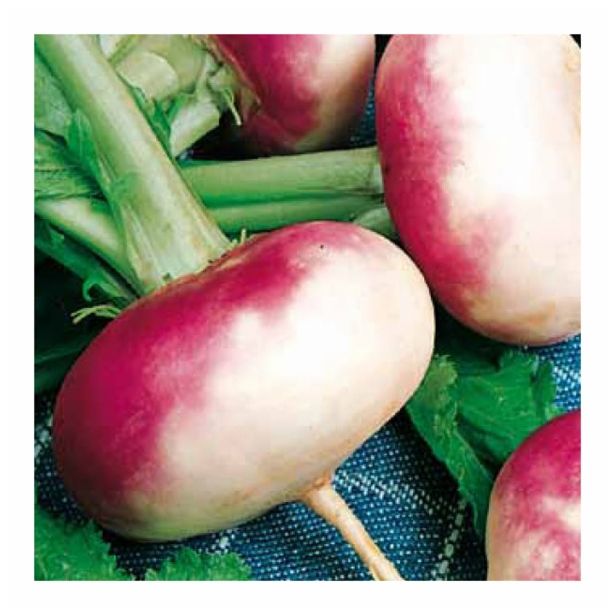 VRTNINA SADIKE REPE 9 KOS