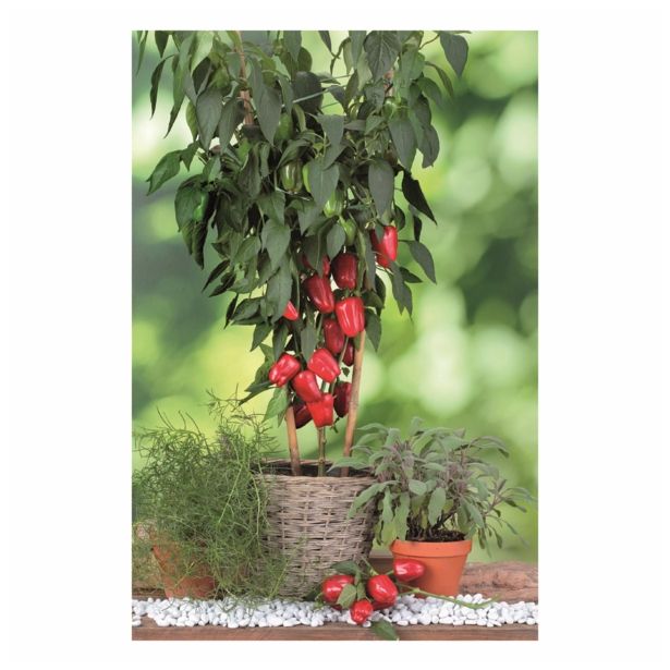 PLODOVKE VOLMARY BLOK PAPRIKA ALMIRA MIDI RED