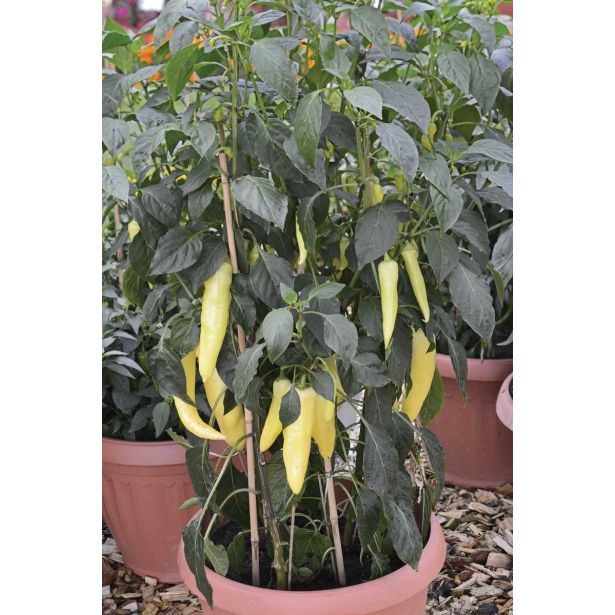 PLODOVKE VOLMARY CAPSICIM ANNUM 10.5 CM PINOKKIO F1