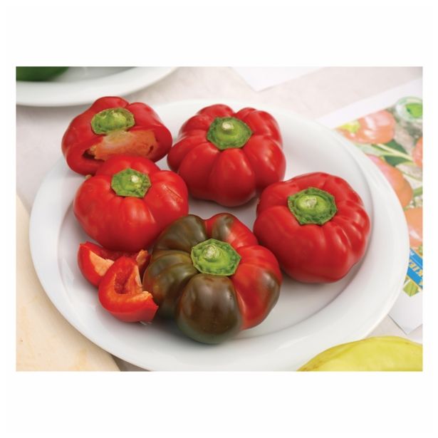 PLODOVKE VOLMARY CAPSICIM ANNUM 10.5 CM PRITAVIT F1