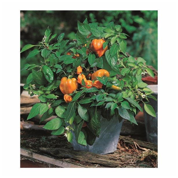 PLODOVKE VOLMARY CAPSICUM ANNUM MOHAWK 13 CM