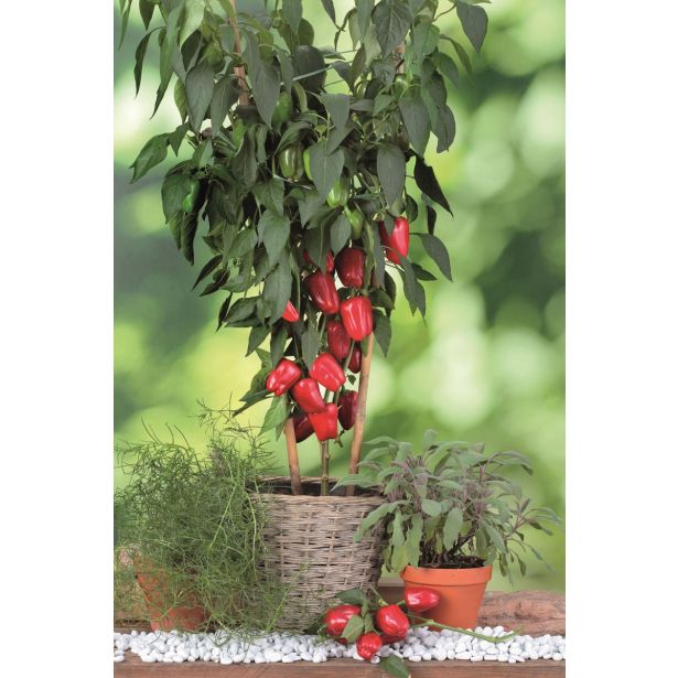 PLODOVKE VOLMARY CAPSICUM ANNUUM RED SKIN F1