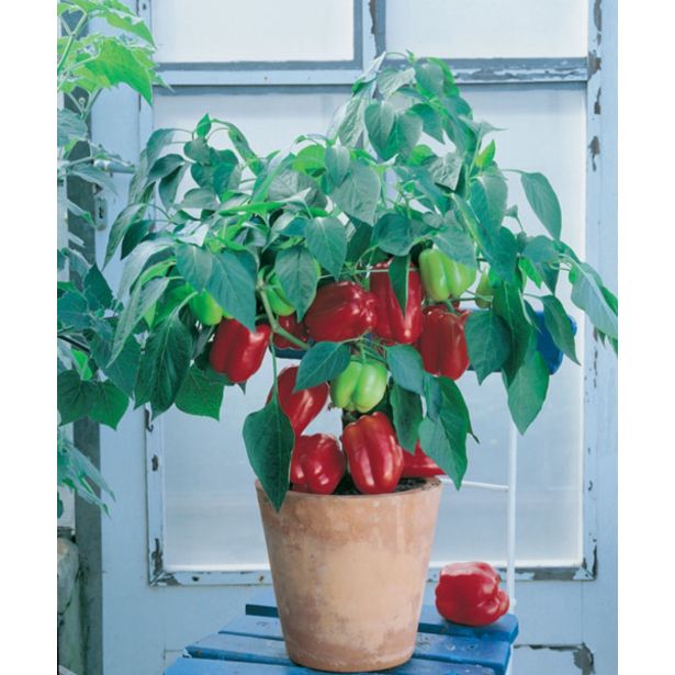 PLODOVKE VOLMARY CAPSICUM ANNUUM RED SKIN F1