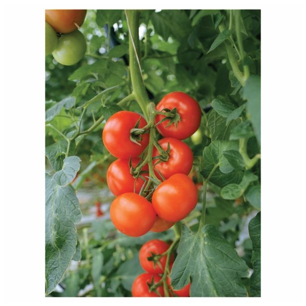 PLODOVKE VOLMARY CEPLJEN PARADIŽNIK PHILONA F1 12 CM