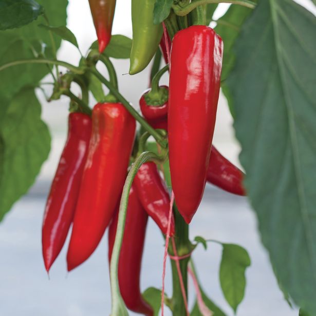 PLODOVKE VOLMARY CEPLJENA JUMBO FEFERON AMBOY