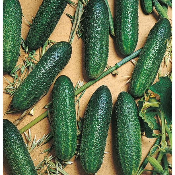 PLODOVKE VOLMARY CEPLJENA KUMARA CORENTINE 12CM