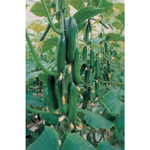 PLODOVKE VOLMARY CEPLJENE KUMARE GAMBIT LONEC 12