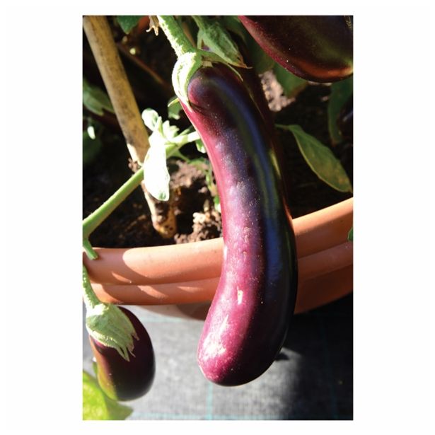 PLODOVKE VOLMARY CEPLJENE MELANCANE FASELIS F1 LONEC 12 CM