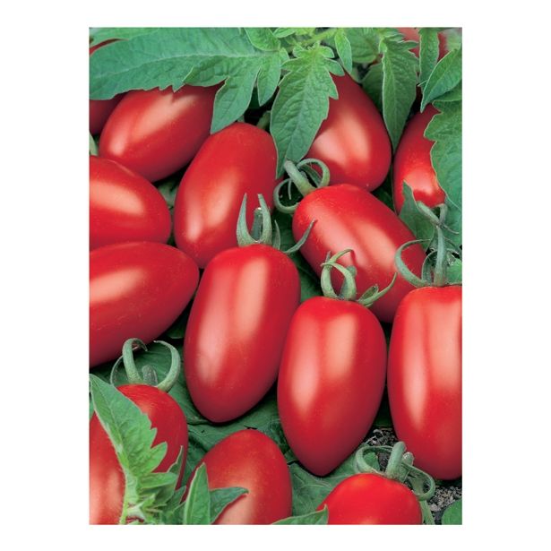 PLODOVKE VOLMARY CEPLJENI PARADIŽNIK CAPRESE F1 LONEC 12 CM