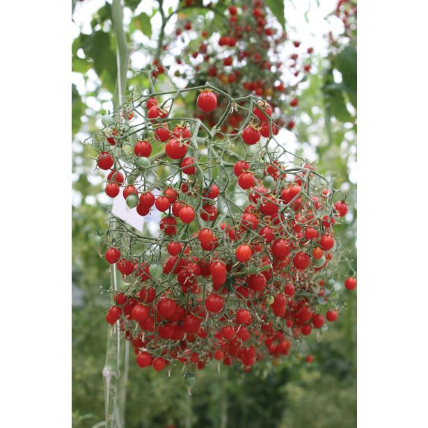 PLODOVKE VOLMARY CEPLJENI PARADIŽNIK TOMBERRY RDEČ