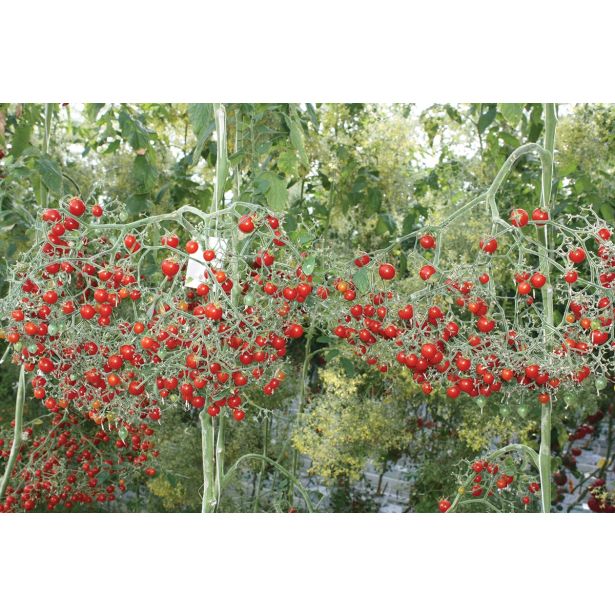 PLODOVKE VOLMARY CEPLJENI PARADIŽNIK TOMBERRY RDEČ