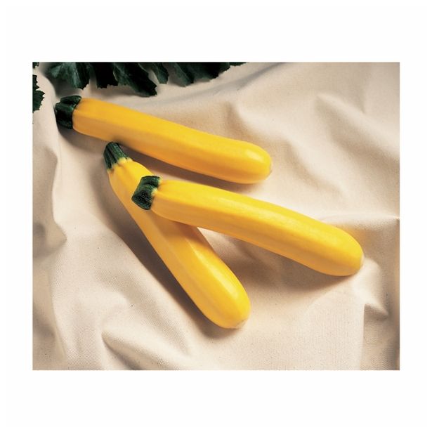 PLODOVKE VOLMARY CUCURBITA PEPO GOLDEN DELIGHT F1