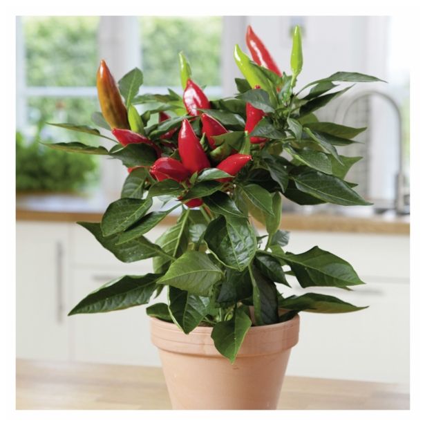 PLODOVKE VOLMARY FEFERONI