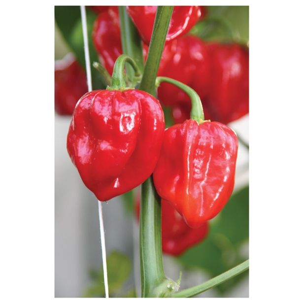 PLODOVKE VOLMARY HABANERO ČILI CALITA RED