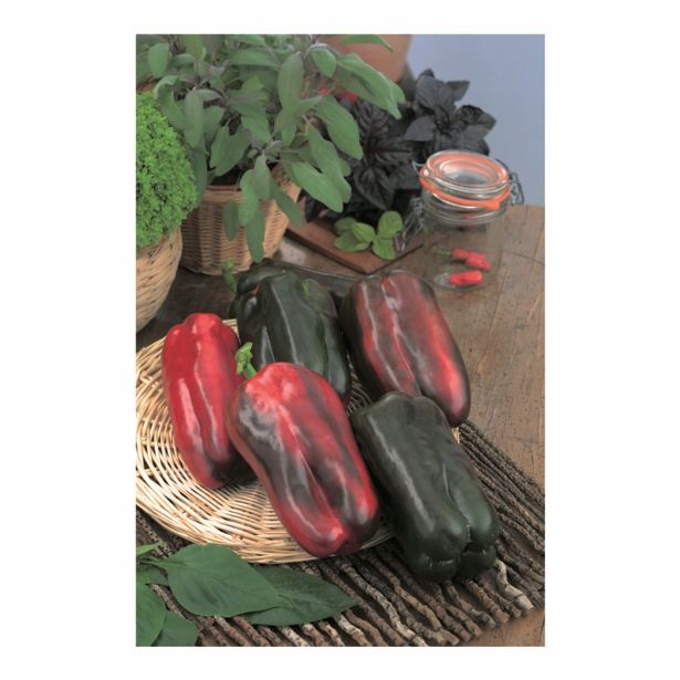 VRTNINA VOLMARY JUMBO PAPRIKA AURELIO F1