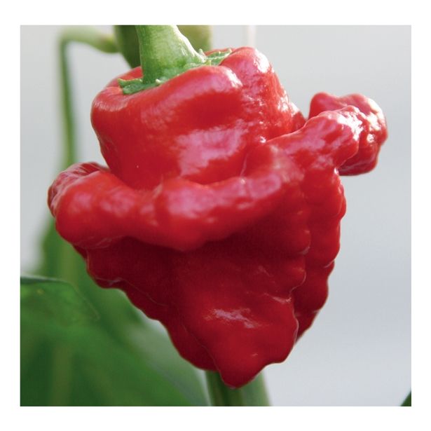 PLODOVKE VOLMARY KARIBSKI ČILI L10.5