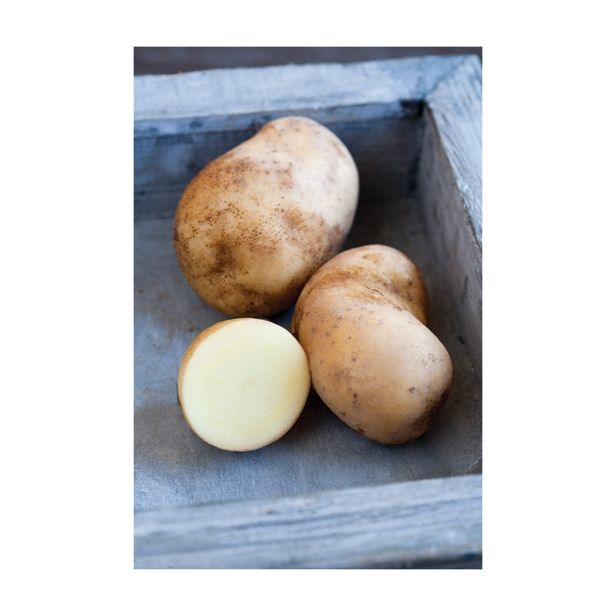 VRTNINA VOLMARY KROMPIR