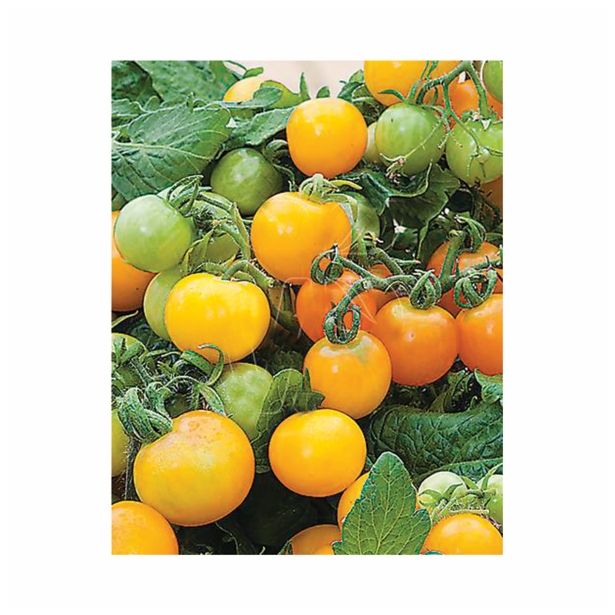PLODOVKE VOLMARY LYCOPERSICON LICOPERSICUM PRIMAGOLD