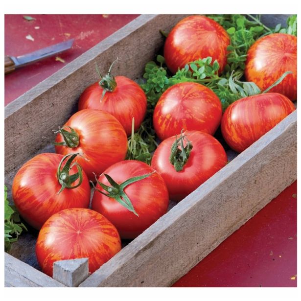 PLODOVKE VOLMARY OGNJEN PROGAST PARADIŽNIK TIROUGE F1