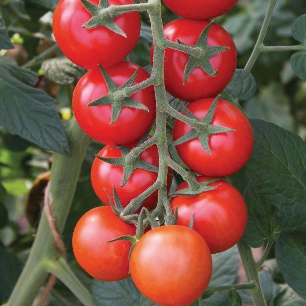 PLODOVKE VOLMARY OKROGLI PARADIŽNIK GIMLI F1