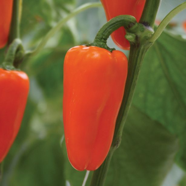 PLODOVKE VOLMARY ORANŽNA PAPRIKA SNACK FLYNN