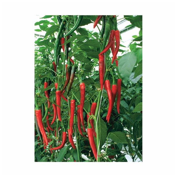 PLODOVKE VOLMARY PAPRIKA FIREFLAME L13