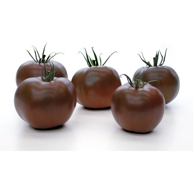 PLODOVKE VOLMARY PARADIŽNIK KAKAO F1 12 CM