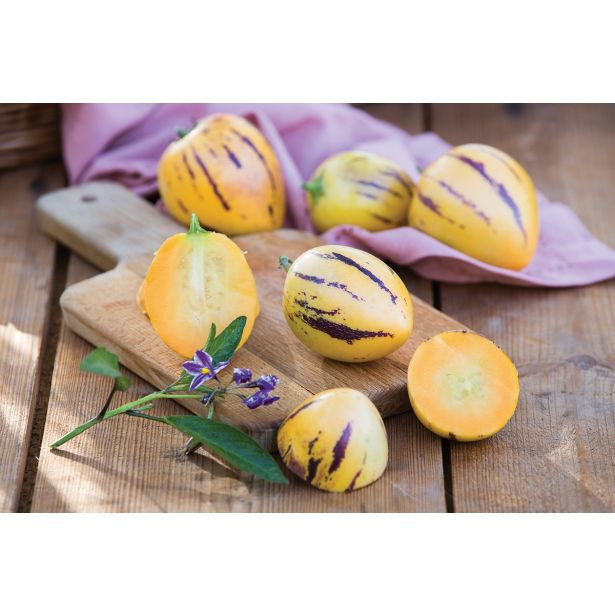 ZELENJAVNA SADIKA VOLMARY PEPINO COPA