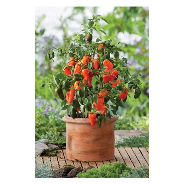 PLODOVKE ZELENJAVA S PLODOVI MIX L23 CM