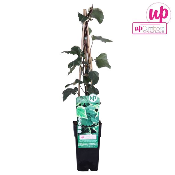 VZPENJALKA BRŠLJAN GLOIRE DE MARENGO L15