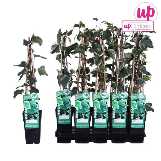 VZPENJALKA BRŠLJAN GLOIRE DE MARENGO L15