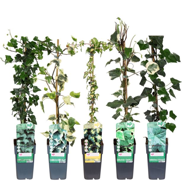 VZPENJALKA BRŠLJAN MIX L2 L