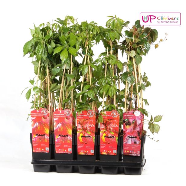 VZPENJALKA DIVJA TRTA MIX L15