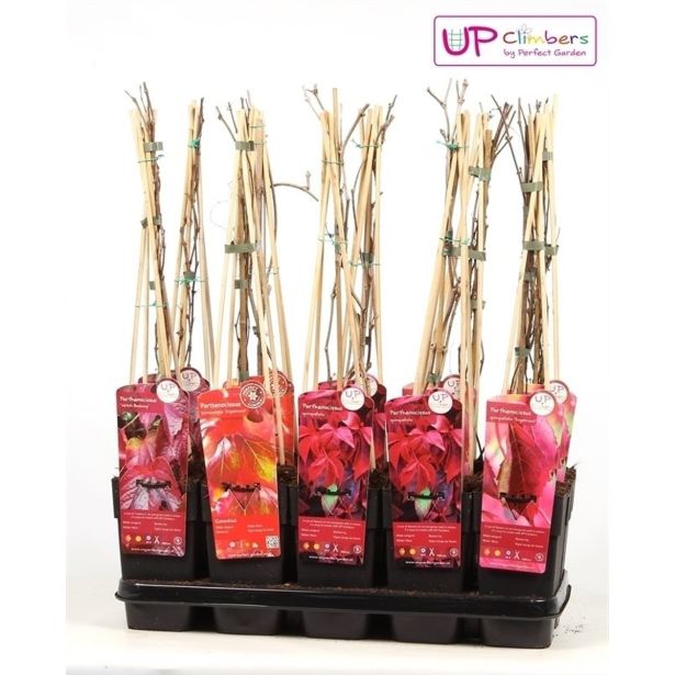 VZPENJALKA DIVJA TRTA MIX L15