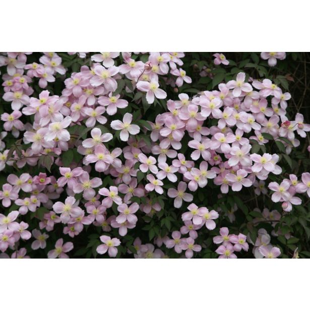 VZPENJALKA SROBOT MONTANA L2 L