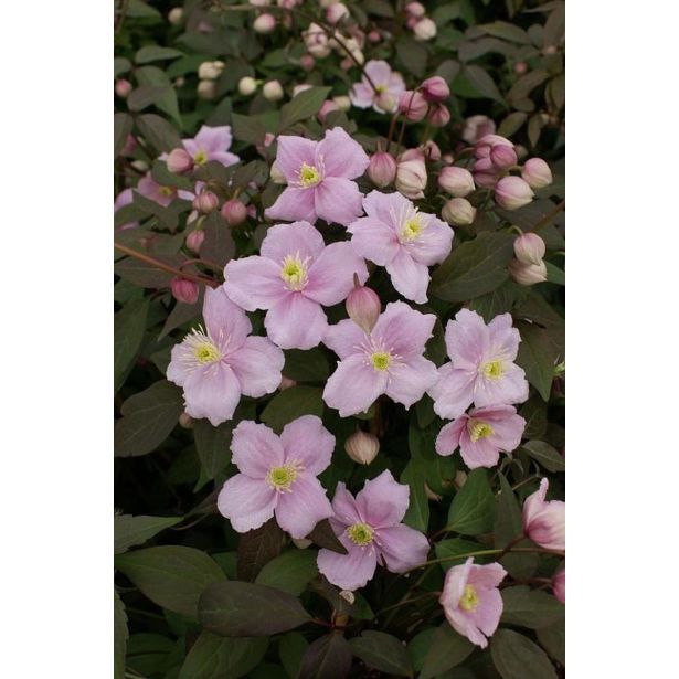 VZPENJALKA SROBOT MONTANA L2 L