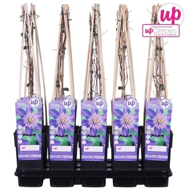 VZPENJALKA SROBOT 'MULTI BLUE' L15