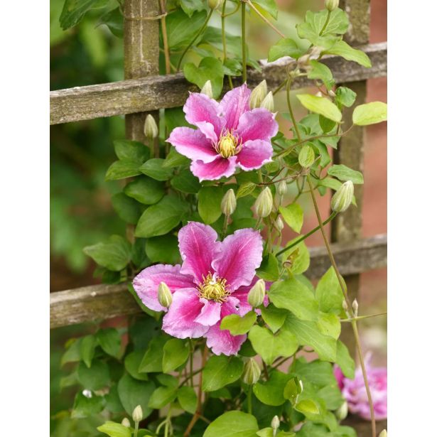 VZPENJALKA SROBOT PIILU L2 L