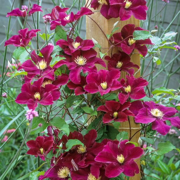 VZPENJALKA SROBOT WARSZ. NIKE L2 L