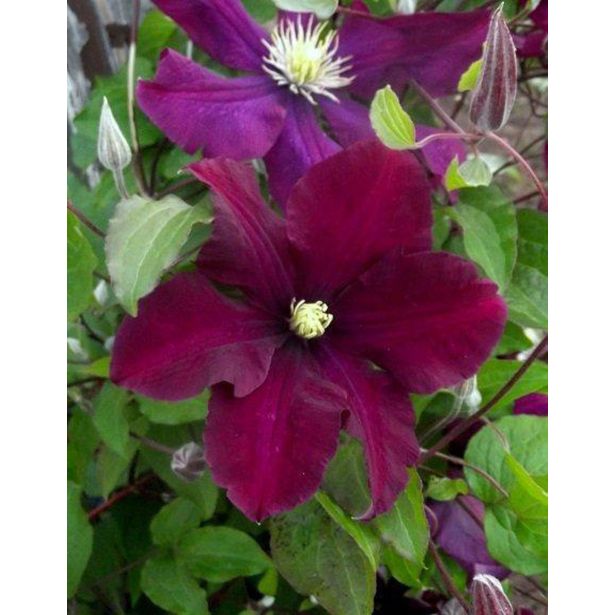 VZPENJALKA SROBOT WARSZ. NIKE L2 L