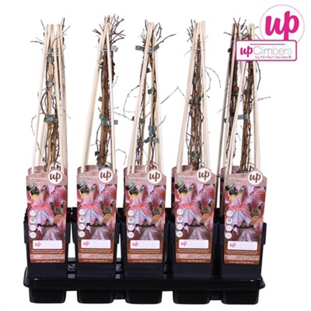 VZPENJALKA VEJTIČIJEVA DIVJA TRTA L14