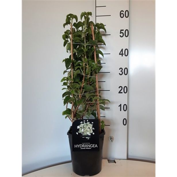 POPENJAVKA VZPENJAVA HORTENZIJA L21